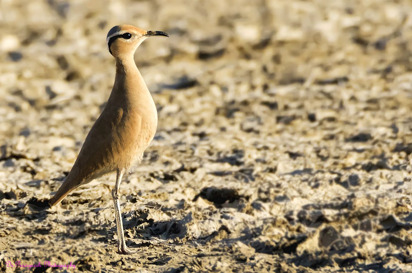 Cream Coloured Courser
